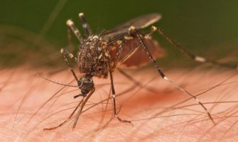 Pančevo: Proglašena vanredna situacija zbog komaraca koji prenose virus zapadnog Nila