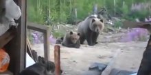 Igrali se sa mečetom, medved ih sve pobio!(VIDEO) 