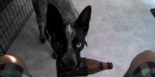 Naučio psa da mu donosi hladno pivo kad god je žedan(VIDEO)
