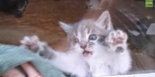 Mačke obožavaju kad neko pere prozore