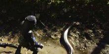 Ulovljena najduža zmija na svijetu (Video)