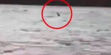 Novi dokaz o postojanju čudovišta iz Loh Nesa (VIDEO)