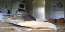 Školjka se polako otvara a onda... (VIDEO)