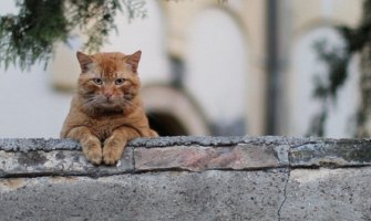 Dvije mačke oboljele od kovida, vlasnik im prenio virus