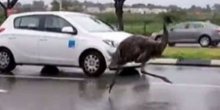 „Ptica trkačica“ na ulicama Izraela