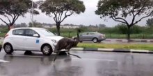 U Izraelu odbjegli emu oduševio vozače ( Video)