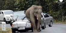 Slon jednim korakom smrskao automobil (VIDEO)