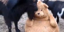  Jarac se bije sa plišanim medom! (VIDEO)