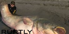 Ulovio soma teškog 127 kilograma(VIDEO)