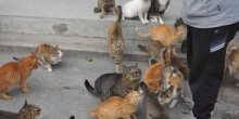 Ostrvo na kojem živi šest puta više mačaka nego ljudi (VIDEO)