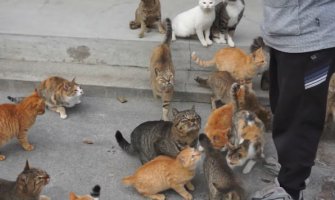 Ostrvo na kojem živi šest puta više mačaka nego ljudi (VIDEO)