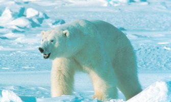 Polarni medvjed napao grupu turista na sjeveru Norveške 