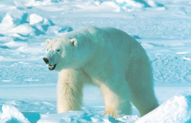 Polarni medvjed napao grupu turista na sjeveru Norveške 