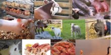  Evo koliko životinja pojedete u toku života (VIDEO)