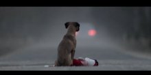 Nakon ovog snimka ćete shvatiti da pas NIJE igračka! (VIDEO)