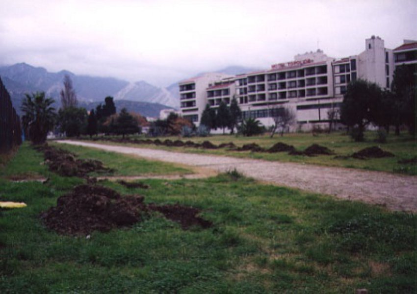32002Avenijamaslina