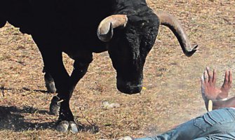 Razjareni bik povrijedio 11 osoba