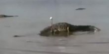 Krokodil pojeo dječaka (7) dok je otac gledao (Video)