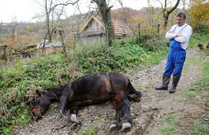 Uhapšen zbog ubistva konja