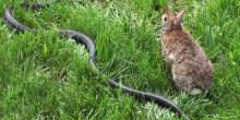 Zečica napala zmiju da bi odbranila mladunce(VIDEO)
