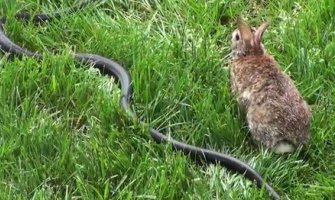 Zečica napala zmiju da bi odbranila mladunce(VIDEO)