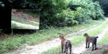 Prvi susret sa ogledalom (VIDEO)