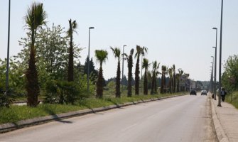 Za tri godine u Ulcinju stradalo 30 palmi