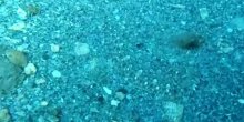 Samo oni sa oštrim okom će za manje od 6 sekundi uočiti ribu (VIDEO)