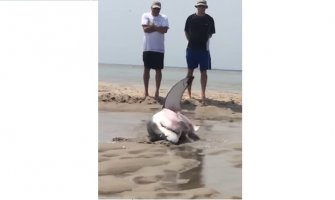 Turisti spasli nasukanu veliku bijelu ajkulu(VIDEO)