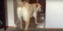 Ovaj pas ima strah od tepiha i spreman je da ga savlada (VIDEO)