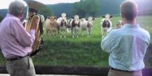 Pogledajte kako krave reaguju na džez (VIDEO)
