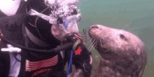 Foka zamolila ronioca da je češka po stomaku (VIDEO)