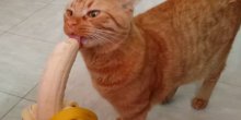 Ova maca ima specifičan ukus, obožava banane!(VIDEO)