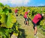 Plantažama potrebno 400 sezonskih radnika, ovogodišnje interesovanje za poslom manje u odnosu na prošle godine