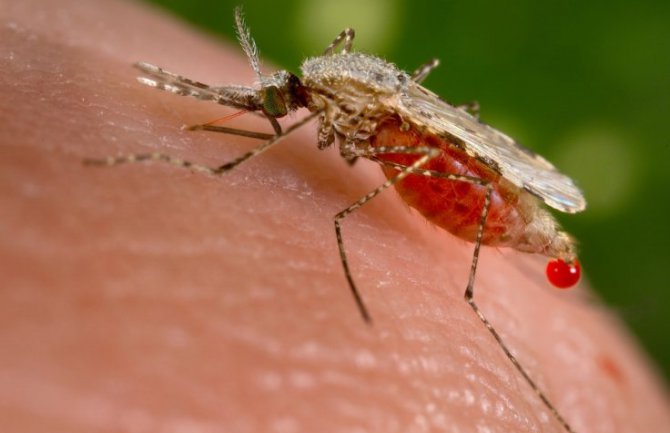Prvi slučajevi virusa zika u Češkoj