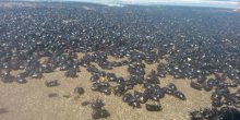 Buenos Ajres: Najezda buba milionskih razmjera (FOTO)(VIDEO)