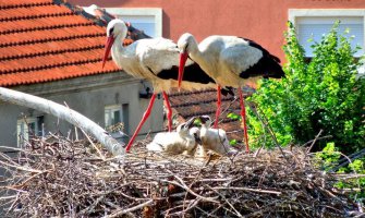 Roda Perka ipak stigla u Berane
