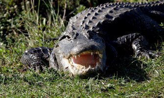 Tijelo dječaka kojeg je odvukao aligator u vodu nađeno 