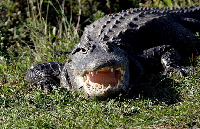 Tijelo dječaka kojeg je odvukao aligator u vodu nađeno 