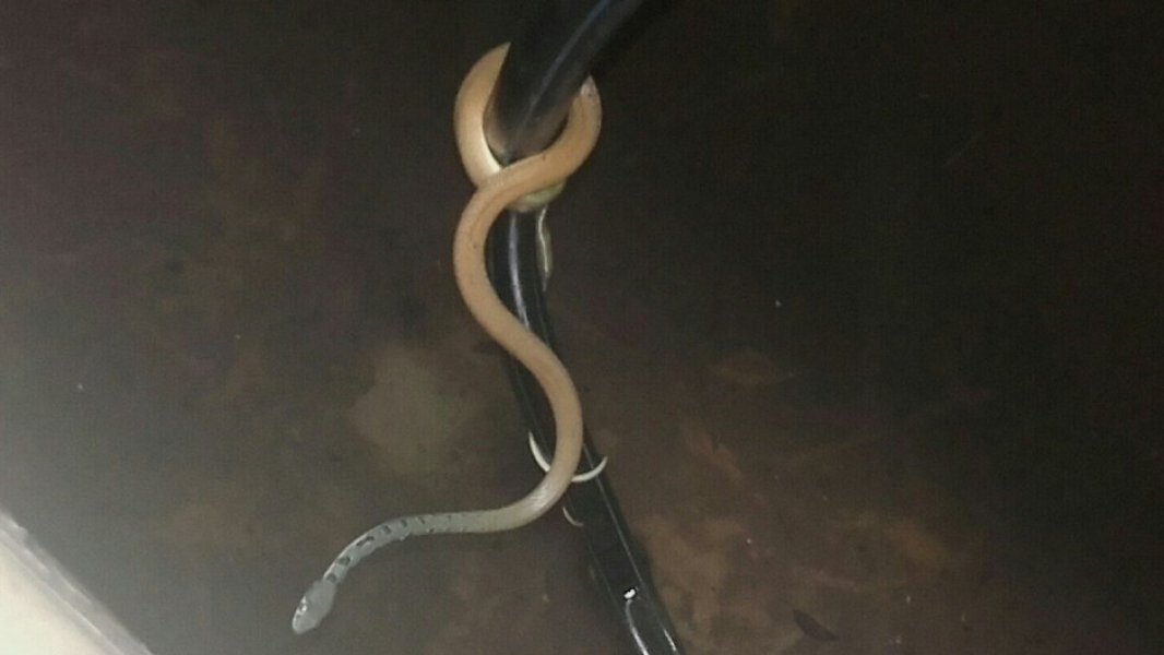 ZmijaBar