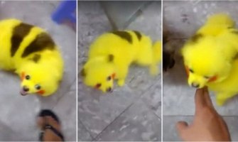 Nema kraja Pokemon invaziji: Ofarbali psa da liči na Pikaču-a (VIDEO)