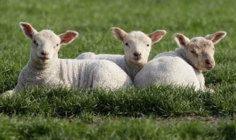 Vakcinisano 92% ukupne populacije goveda, pojavila se i bolest plavog jezika