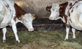 Dosad 430 goveda oboljelo od kvrgave kože, pojavila se i bolest plavog jezika