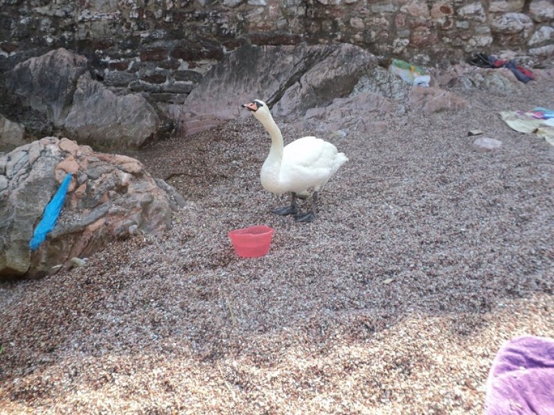 Swan