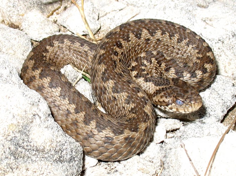 Viperaursiniimacrops