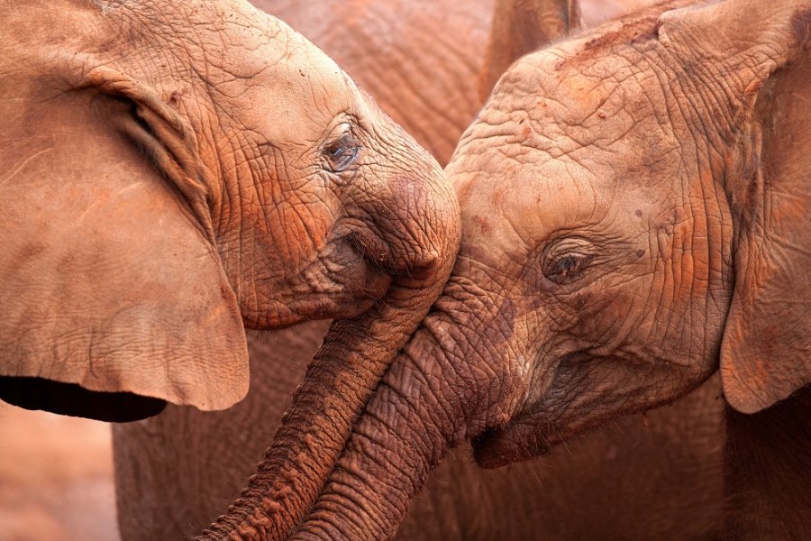 SloniiuKenijinatureplcomLisaHoffnerWWF