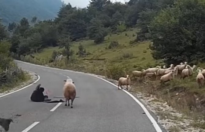 Ovca teško povrijedila pastiricu, spašavao je slučajni prolaznik (VIDEO)