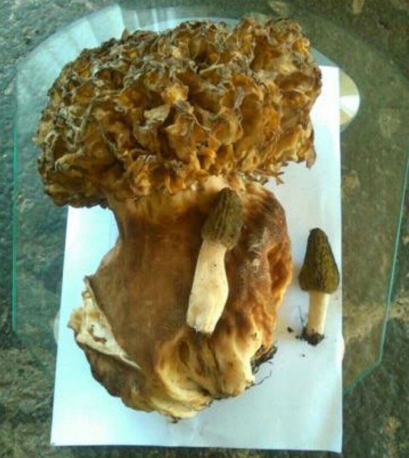 pecurka1