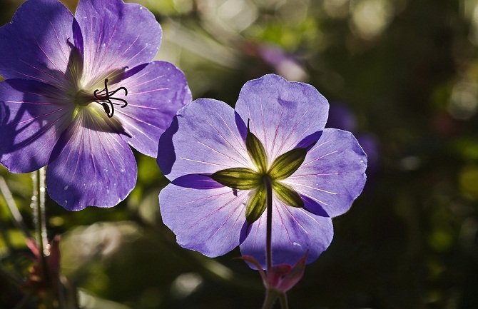 Danas sunčano do 32 stepena, poslijepodne pljusak sa grmljavinom