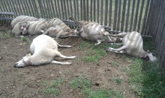 Krvavi vučji pir u bjelopoljskom selu, zaklali 15 ovaca!